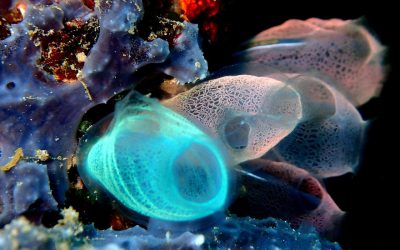 Bunaken en Indonésie Top 5 mondial pour la plongée