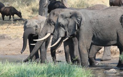 Safaris en Afrique du Sud