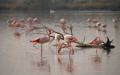 Que faire en camargue ?
